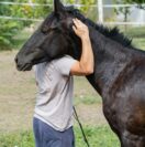 Does Equine Therapy Work?