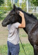 Does Equine Therapy Work?